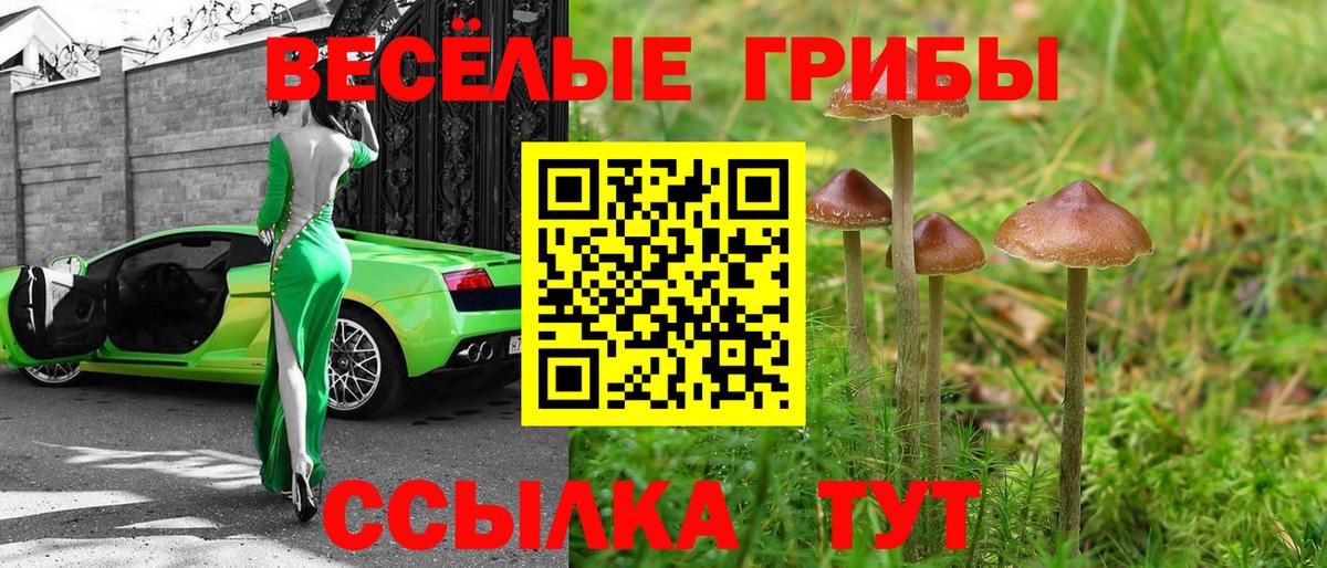 Галлюциногенные грибы GOLDEN TEACHER  Вход с VPN  Галлюциногенные грибы прущие грибы  Саратов 